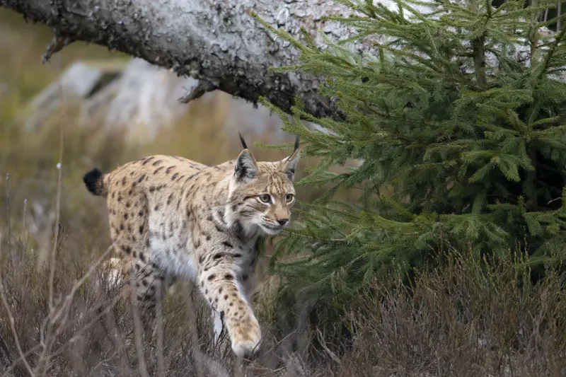 Eurasian Lynx
