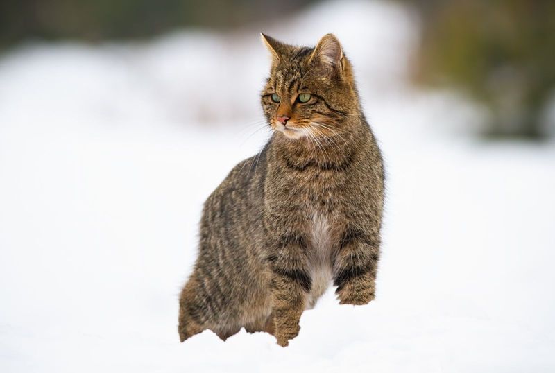 Eurasian Wildcat