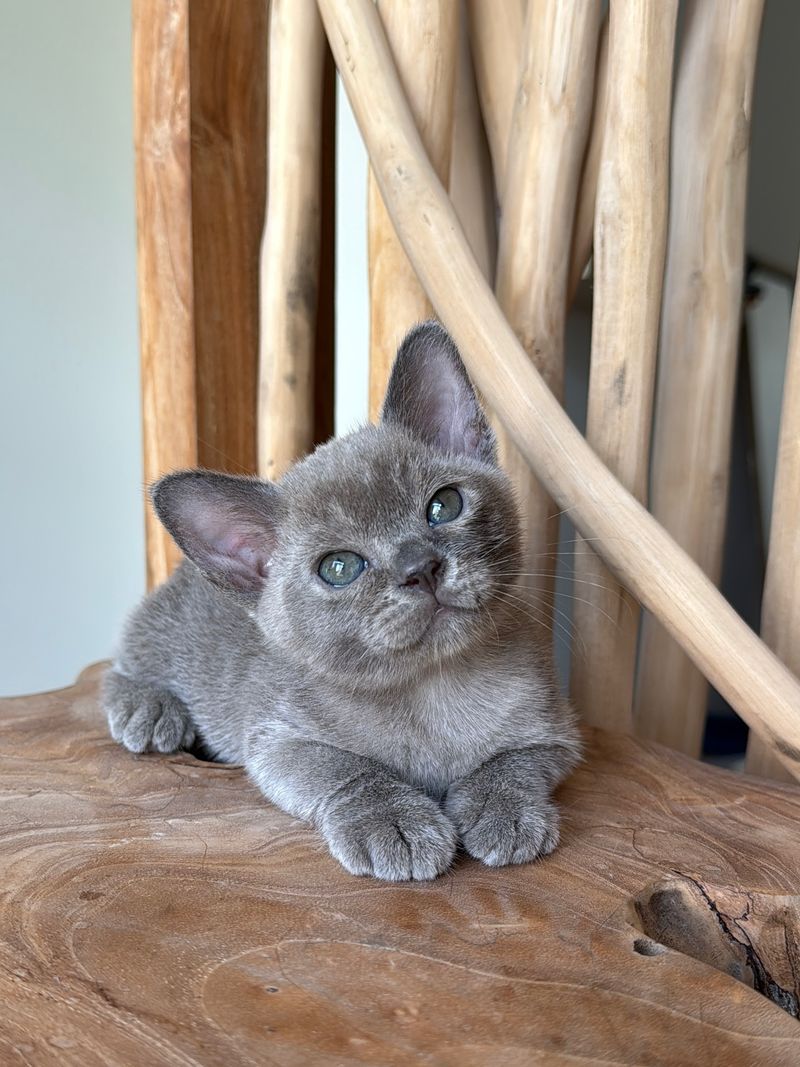 European Burmese: Balanced Appetites, Balanced Diets
