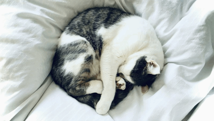 Ever Wonder Why Cats Curl Into a Ball? These 11 Heartwarming Reasons Explain It All
