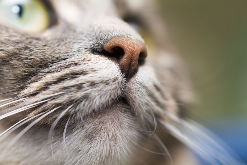 Examine the Nose