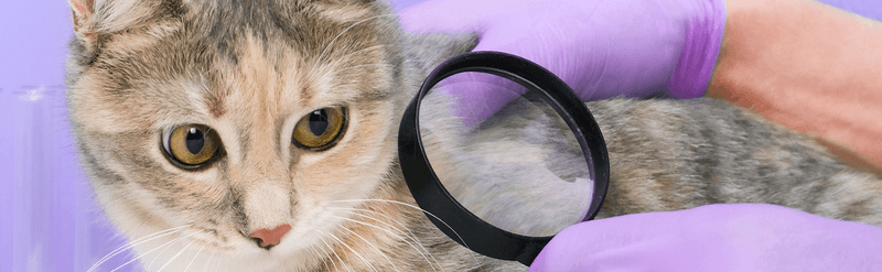 Examine the Site and the Tick