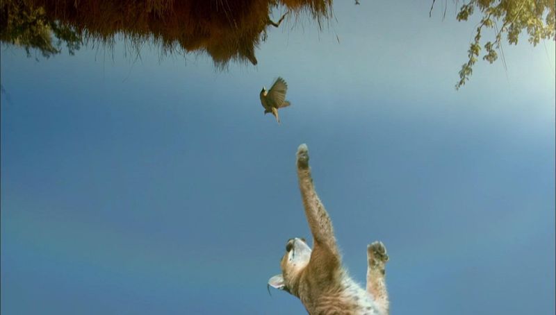 Exceptional Jumpers