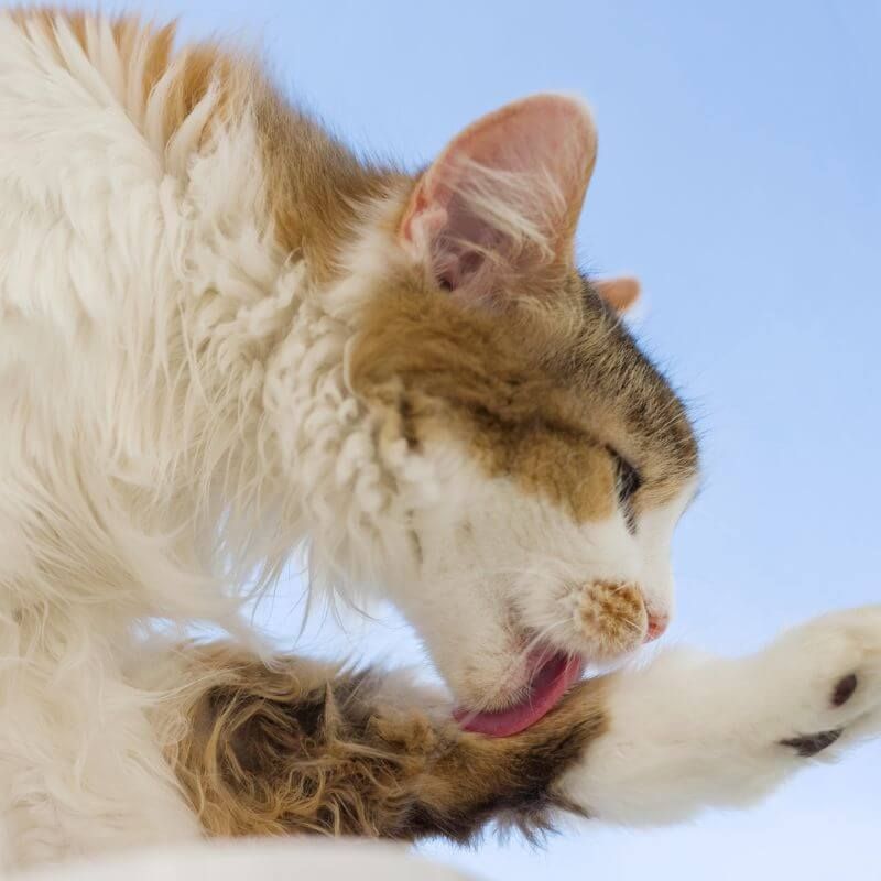 Excessive Grooming Betrays Anxiety