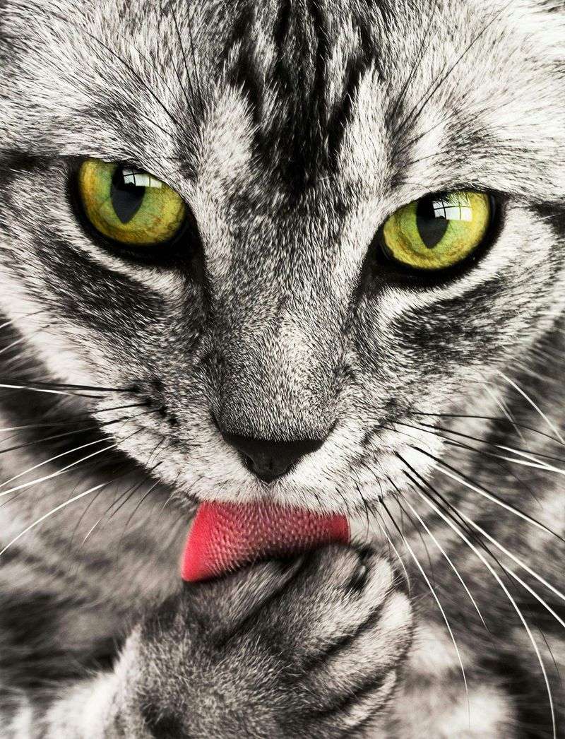 Excessive Grooming Reveals Anxiety