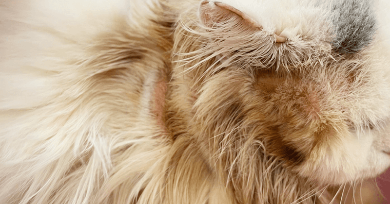 Excessive Grooming or Hair Loss