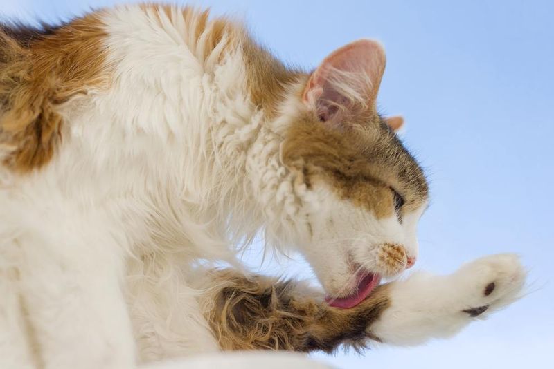 Excessive Grooming