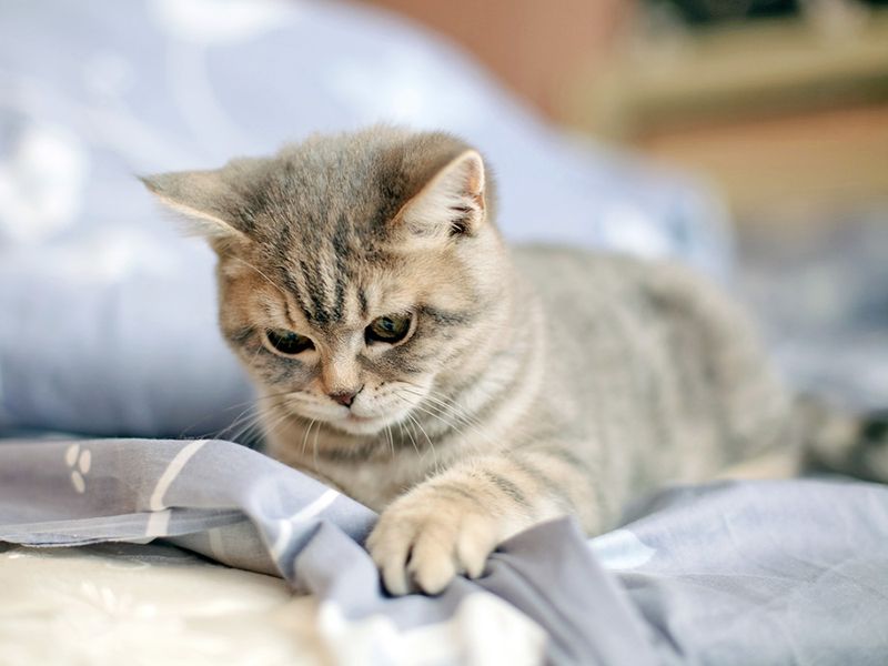 Excessive Kneading or 'Making Biscuits'