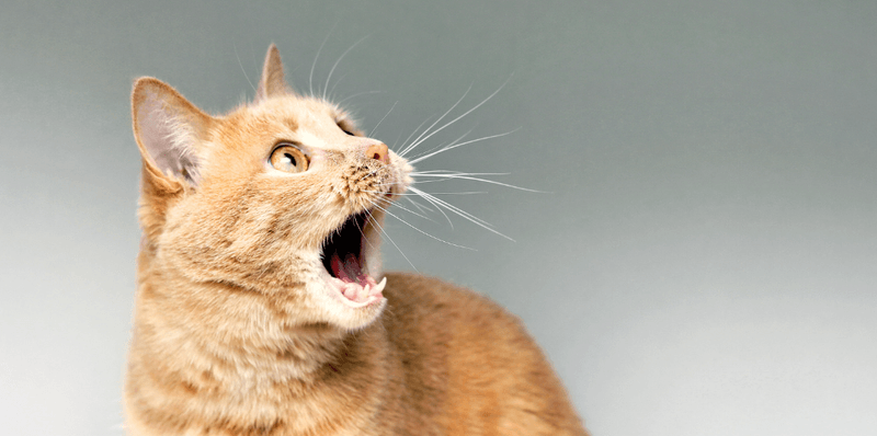 Excessive Meowing at Odd Hours