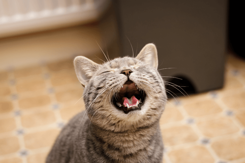 Excessive Meowing