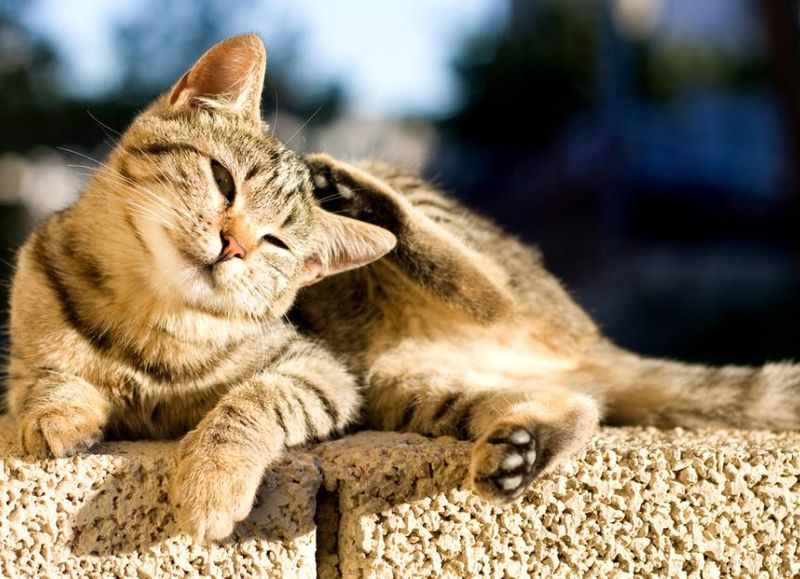 Excessive Scratching or Skin Irritation