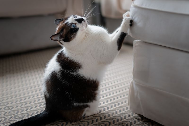 Excessive Scratching