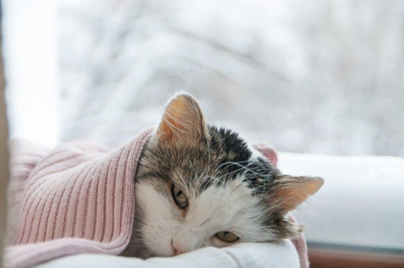 Excessive Sleep Beyond Normal Cat Napping