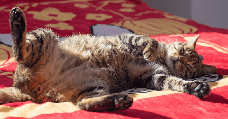 Excessive Sleeping Beyond the Norm