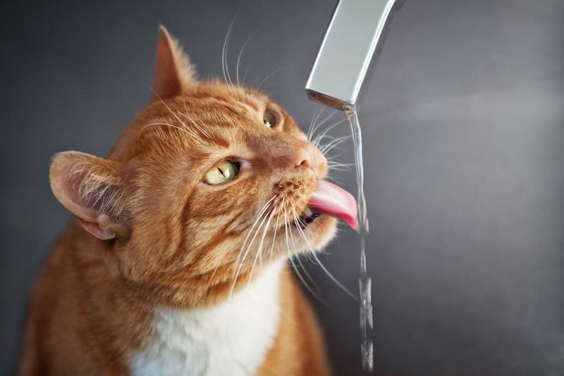 Excessive Thirst or Urination