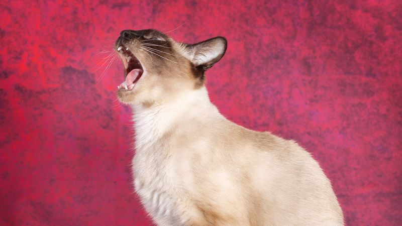 Excessive Vocalization