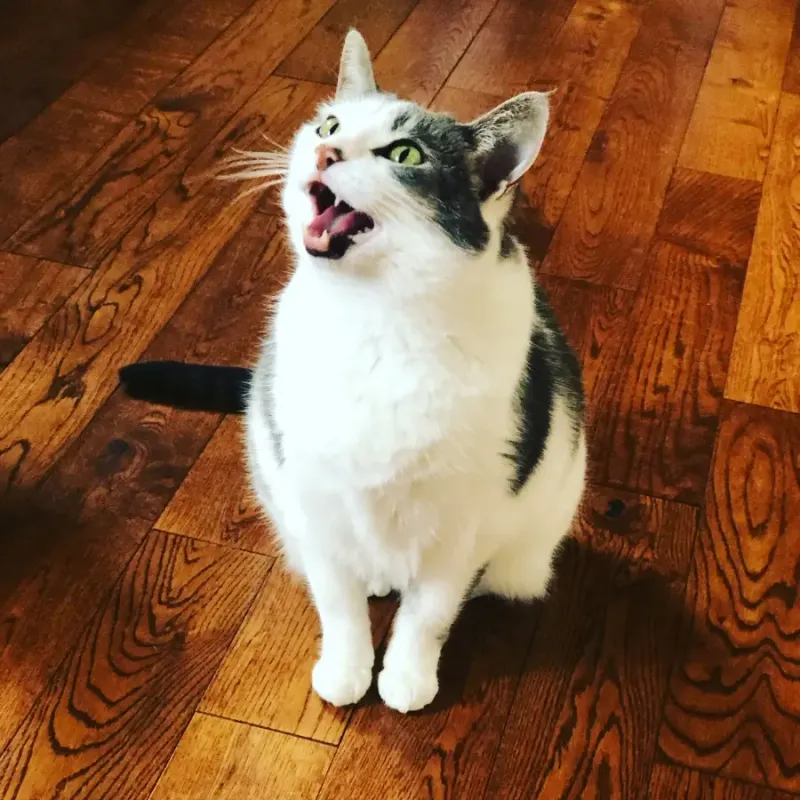 Excessive Vocalization