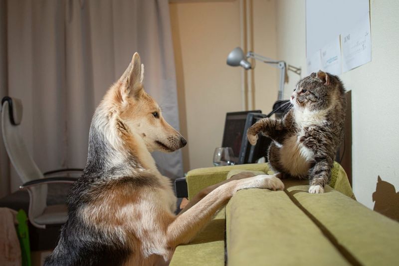 Exercise Your Dog Thoroughly