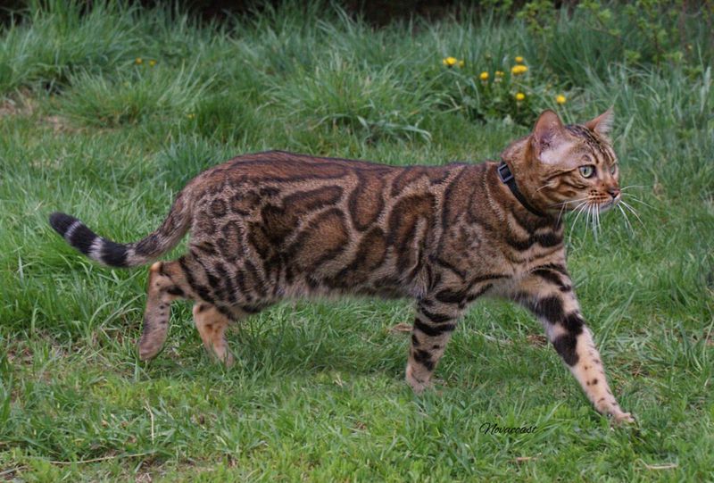 Exotic Coat Patterns