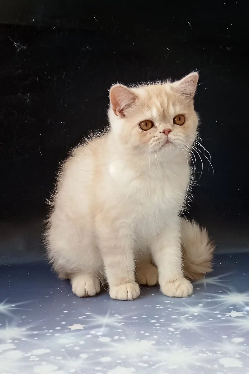 Exotic Shorthair