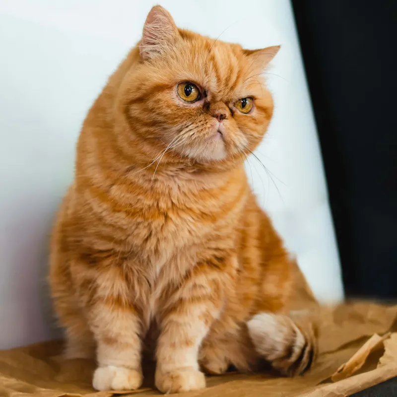 Exotic Shorthair