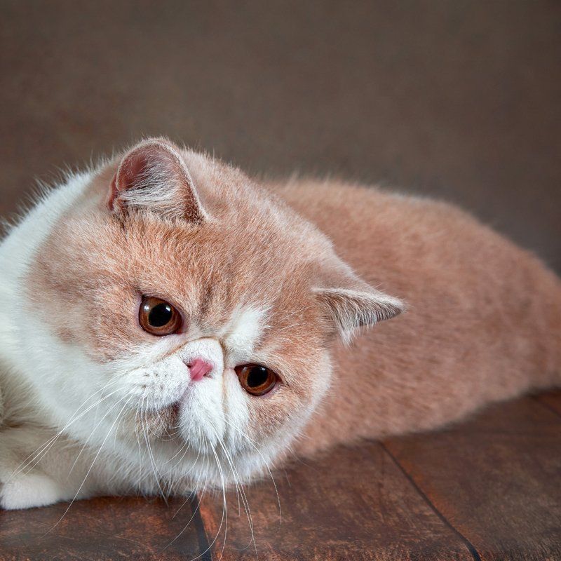 Exotic Shorthair
