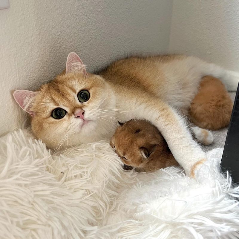 Exotic Shorthair