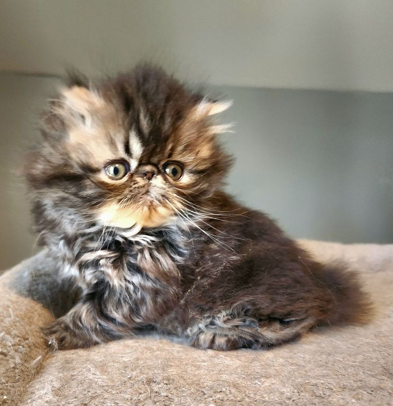 Exotic Shorthair