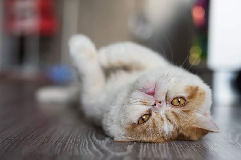 Exotic Shorthair