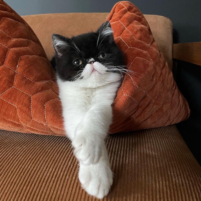 Exotic Shorthair