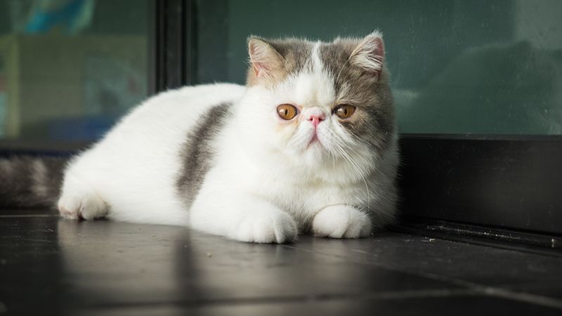 Exotic Shorthair