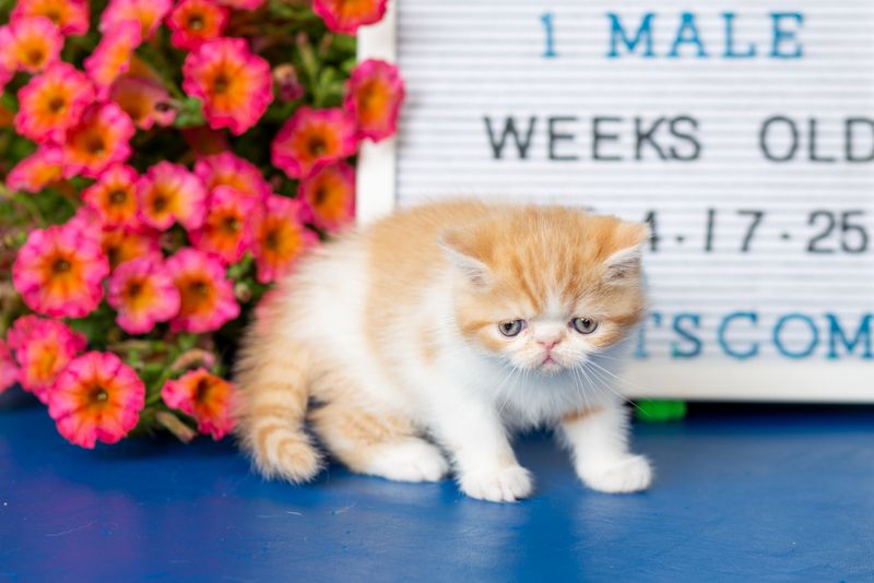 Exotic Shorthair