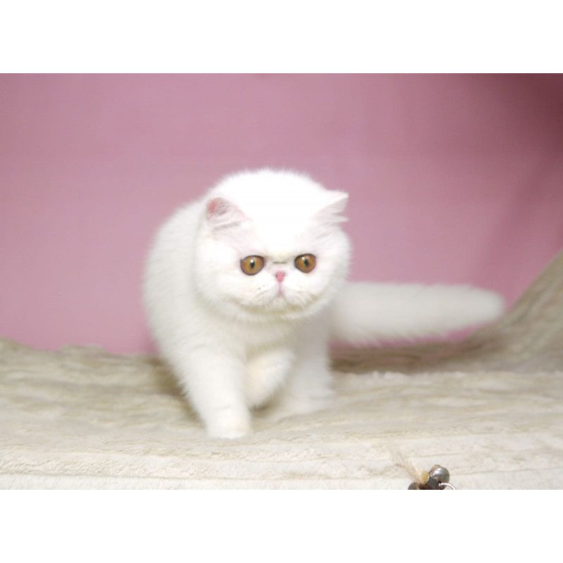 Exotic Shorthair