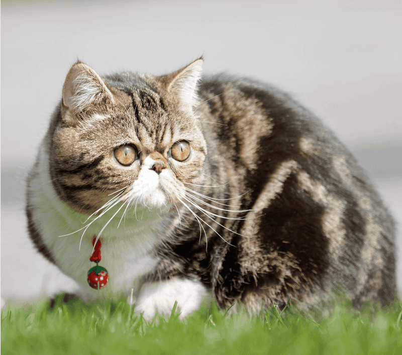 Exotic Shorthair