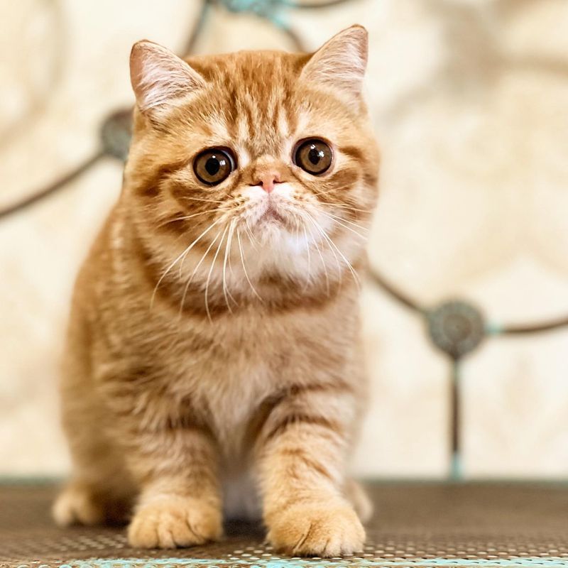 Exotic Shorthairs: Persian Problems in a Shorter Package