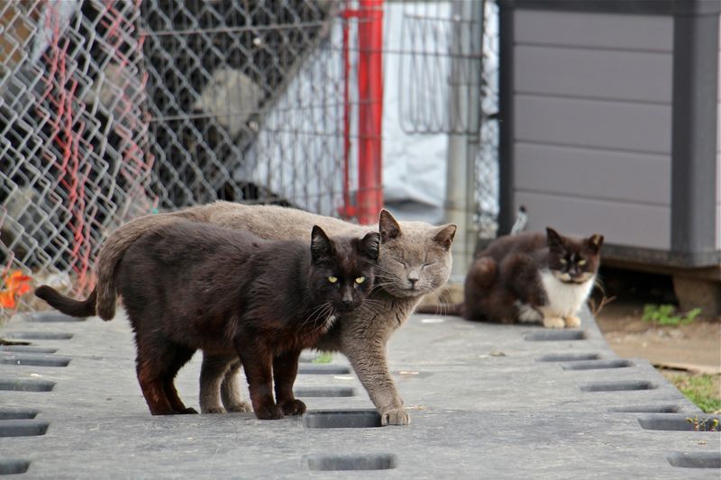 Expect an Increase in Cat Numbers