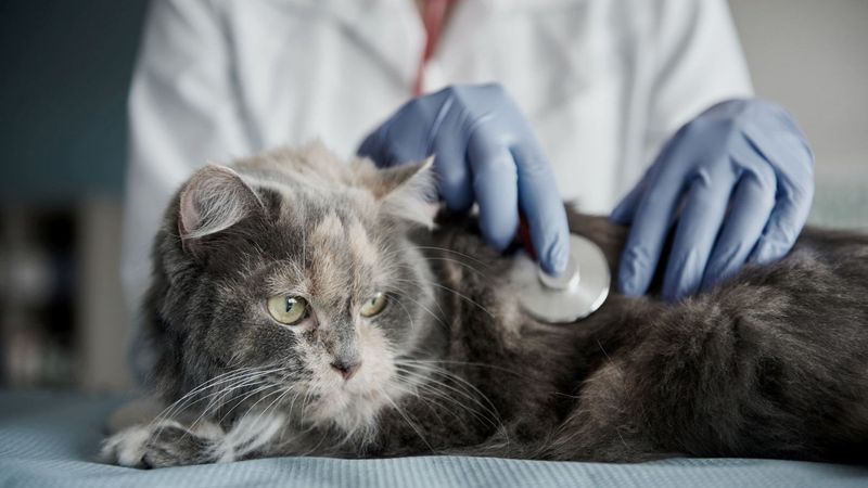 Expert Staff and Veterinary Oversight
