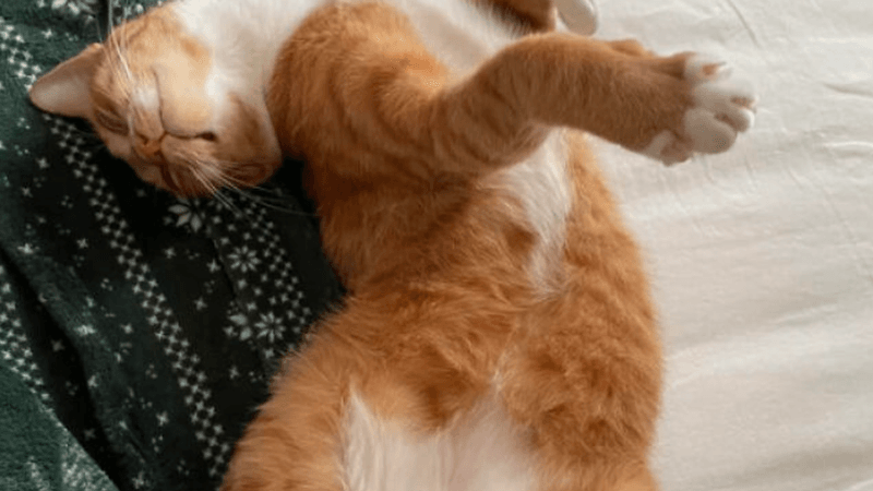 Exposing Belly