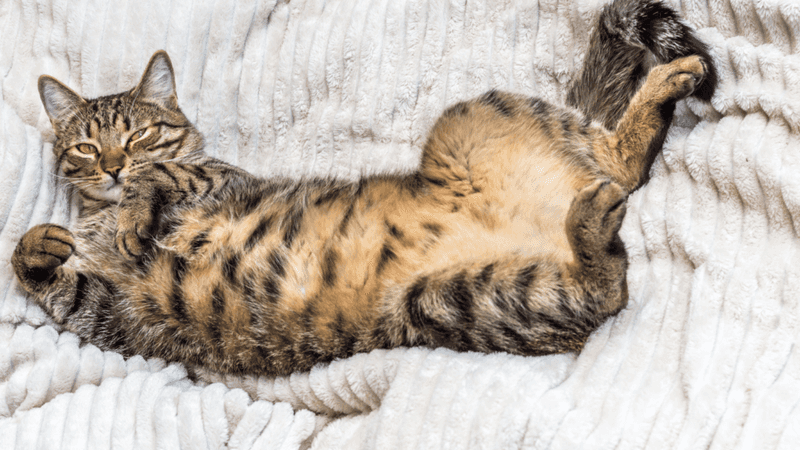 Exposing Her Belly Without Hesitation