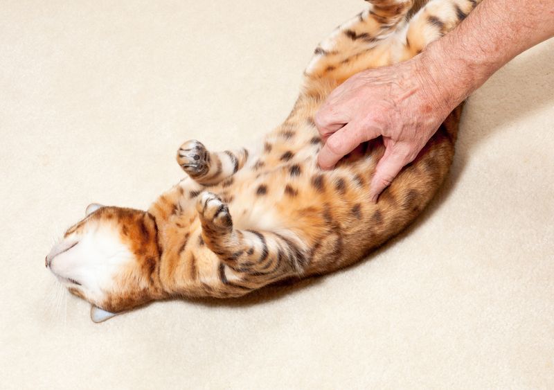 Exposing Their Belly (and Letting You Touch It)
