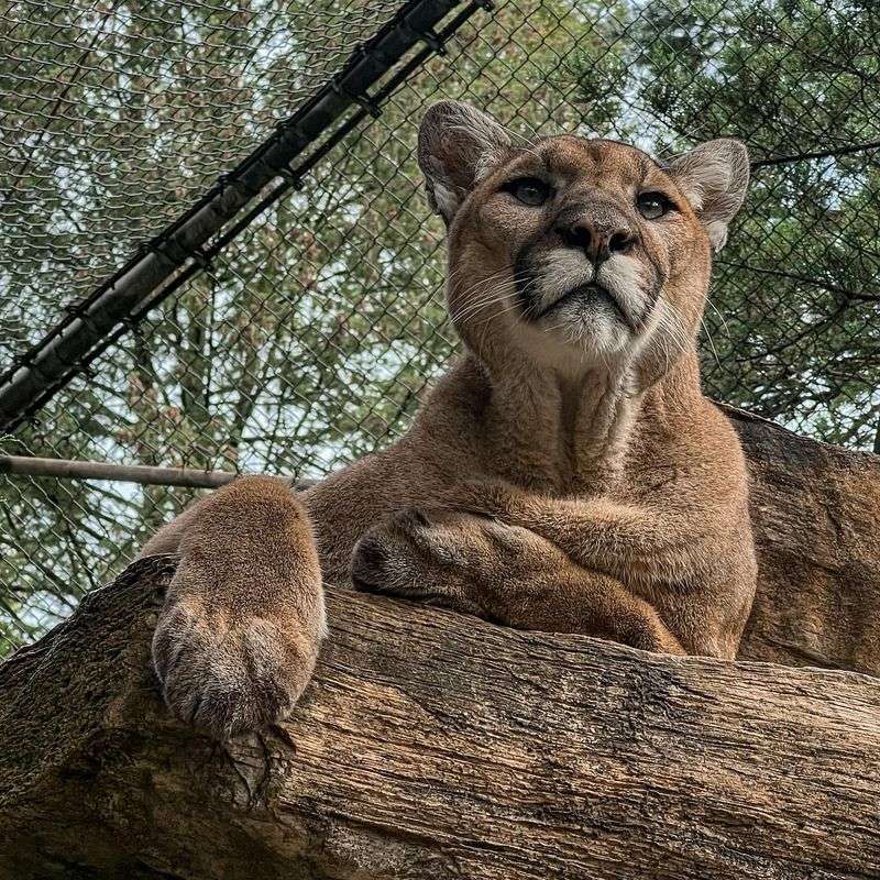 Face Structure: Reading Feline Features