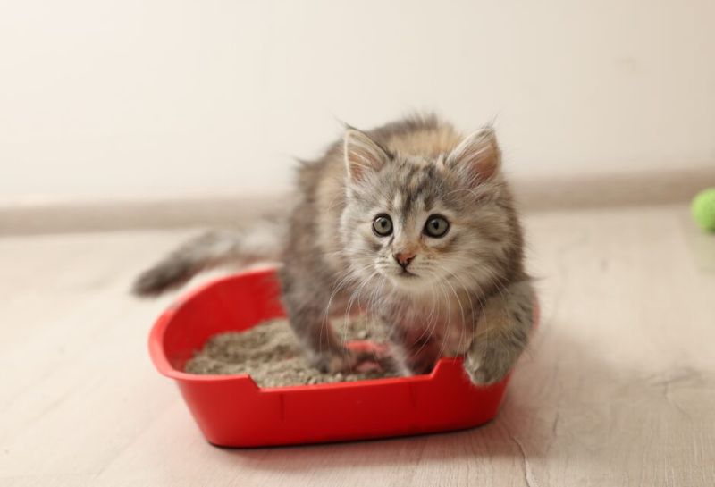 Failing to Provide Proper Litter Box Setup