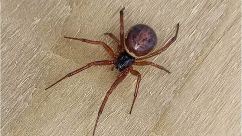 False Widow (Steatoda spp.)