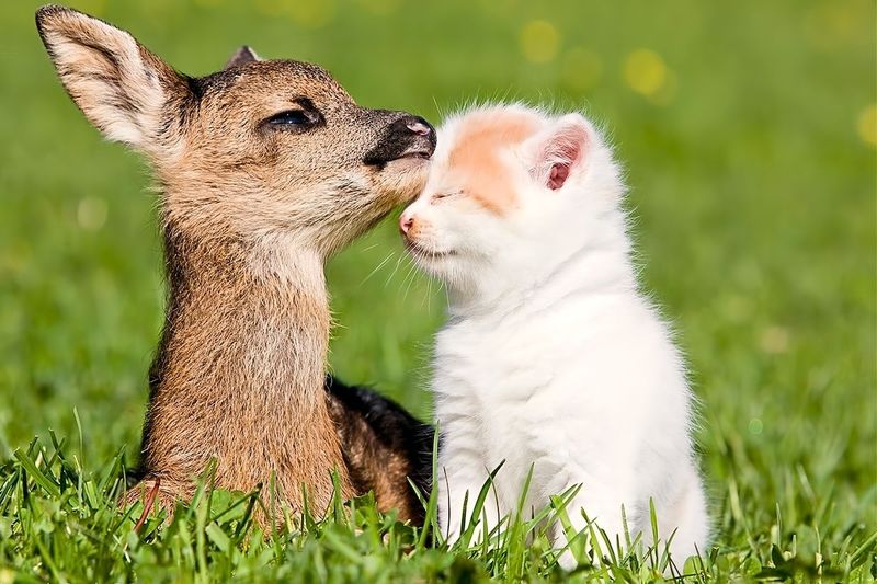 Fawns Benefit From Feline Fostering