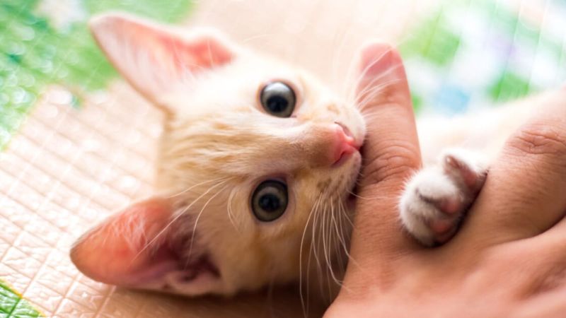 Fear-Based Defensive Biting