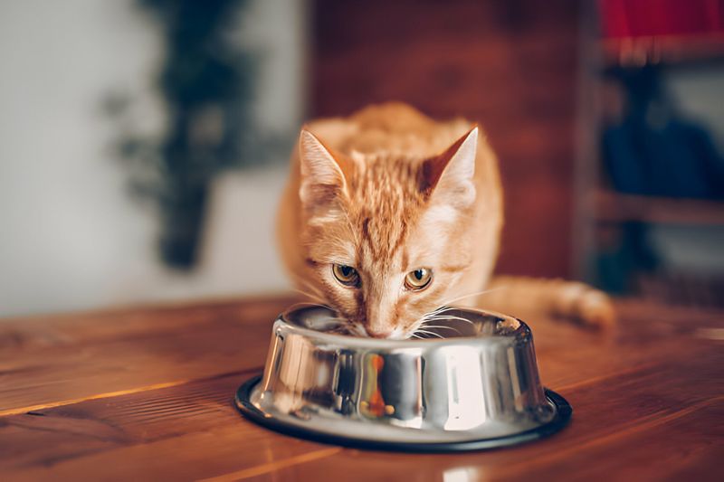 Feed Them Well