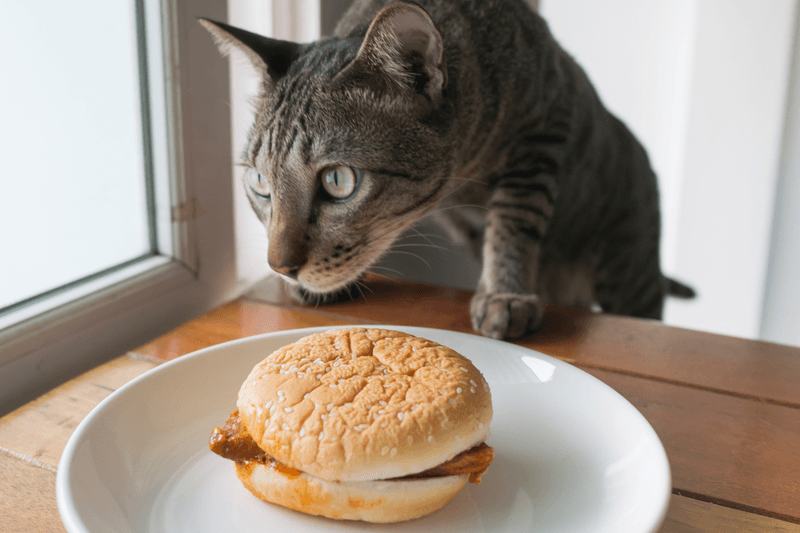 Feeding Human Junk Food