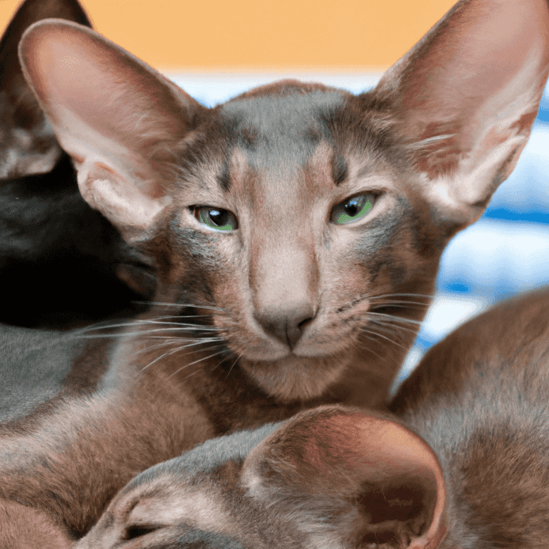 Feline Agility and Puzzle Games