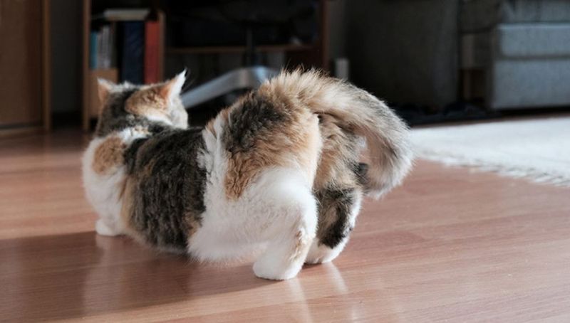 Female Cats Don’t Bleed Like Dogs in Heat