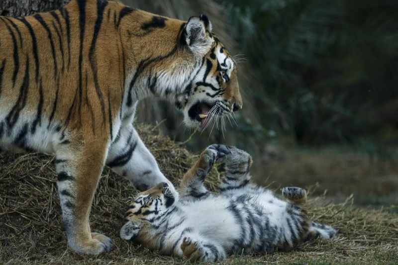 Female Tigers Raise Cubs Entirely Alone
